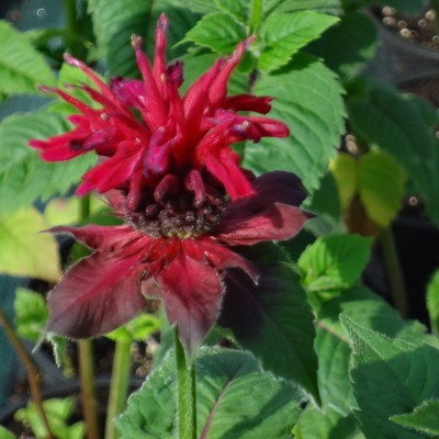 Монарда гибридная Фаербол/Monarda hybrida Fireball Р1.5