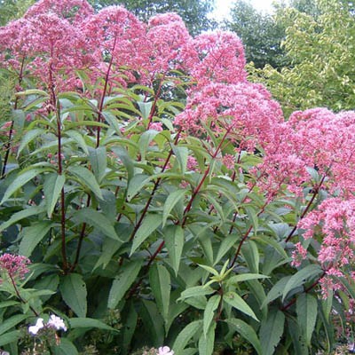 Посконник пятнистый Атропурпуреум/Eupatorium maculatum Atropurpureum С2
