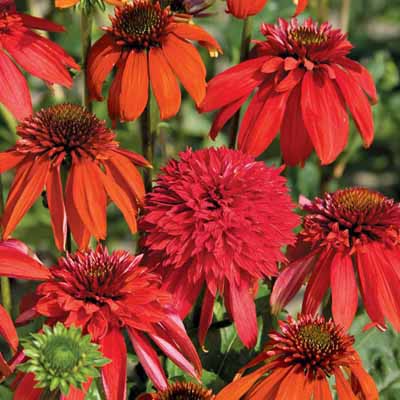 Эхинацея пурпурная Делишес Кенди/Echinacea purpurea Delicious Candy Р1.5