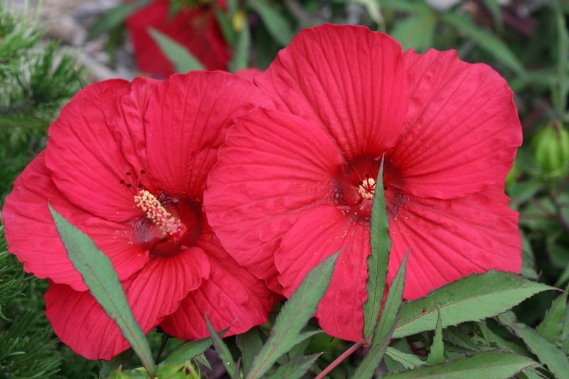 Гибискус гибридный Файрболл/Hibiscus hybridus Fireball С3