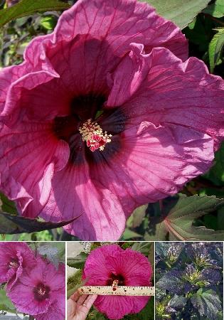 Гибискус гибридный Плам Крэйзи/Hibiscus hybridus Plum Crazy С3