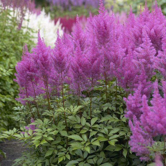 Астильба Арендса Аметист/Astilbe arendsii Ametist Р1,5
