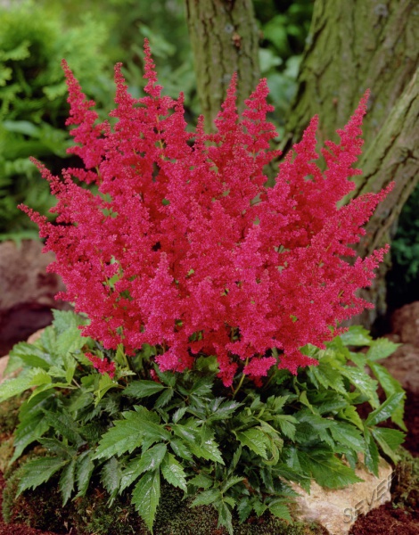 Астильба японская Глэдстоун/Astilbe japonicai GLADSTONE Р1.5