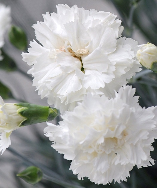 Гвоздика перистая Динамик Виолет/Dianthus plumarius  Dynamic Violet Р1