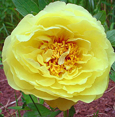 Пион ИТО гибрид Йеллоу Краун/Paeonia Itoh-hybrid Yellow Crown С5