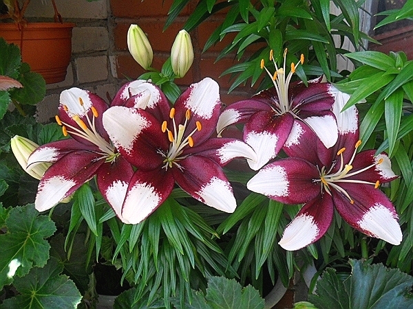 Лилия Импрато/Lilium Imprato Р2