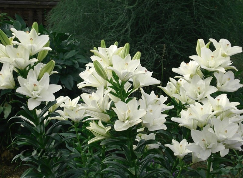 Лилия ОТ-гибрид Алтари/Lilium Altari P2