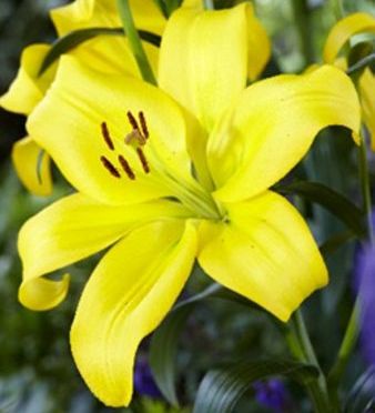 Лилия Болд Игл/Lilium BALD EAGLE Р2