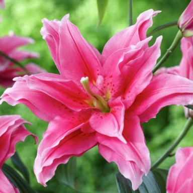 Лилия Крейзи Твин/Lilium Crazy Twin Р2