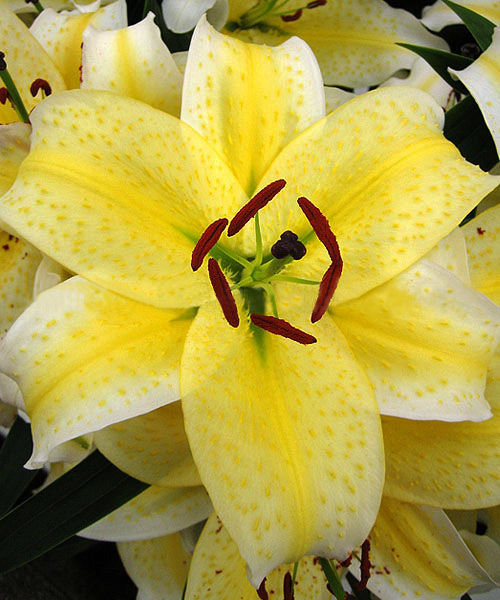 Лилия Брейк Данс/Lilium Break Dance Р2