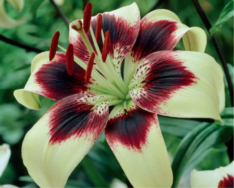 Лилия ОТ-гибрид Пурпл Принс/Lilium Purple Prince Р2