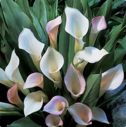 Калла Беатрикс/Calla  Beatrix Р2