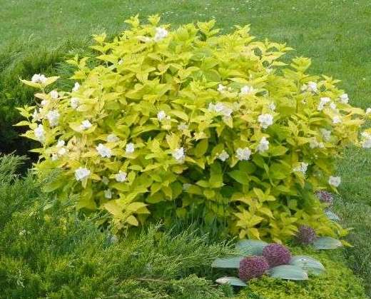 Чубушник венечный Аурея/Philadelphus coronarius Aureus 25-30 C3