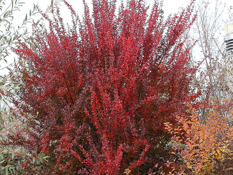 Барбарис Тунберга Рэд Рокет/Berberis thunbergii Red Rocket 30-40 С3