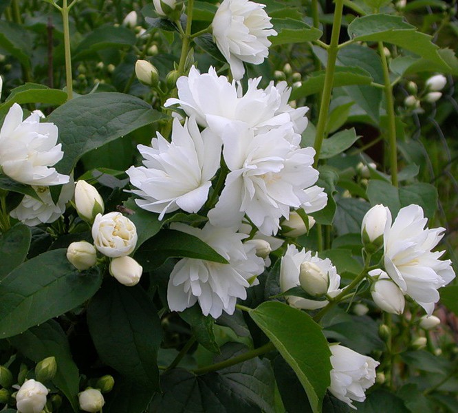Чубушник Лемуана (гибридный) Алебастр/Philadelphus × lemoinei Alabasrite 40-60 С5