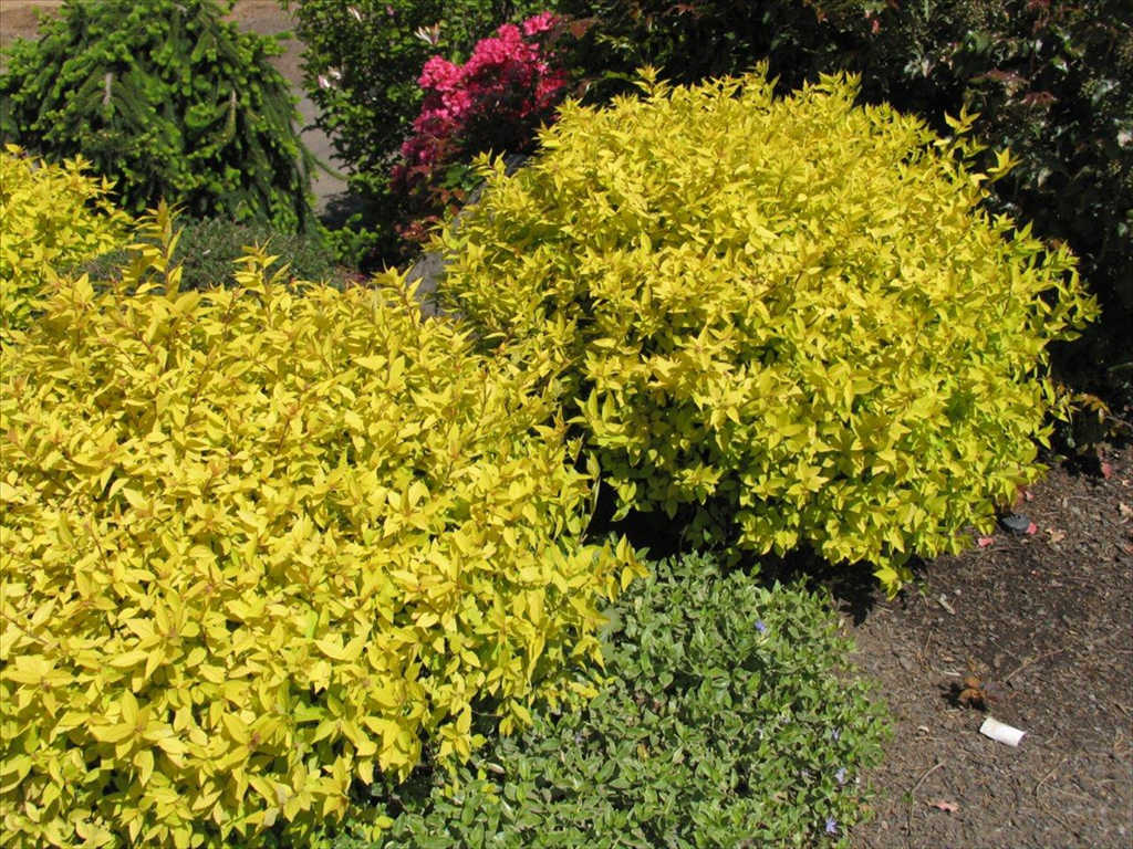 Спирея березолистная Тор Голд/Spiraea betulifolia Tor Gold 30-40 C3