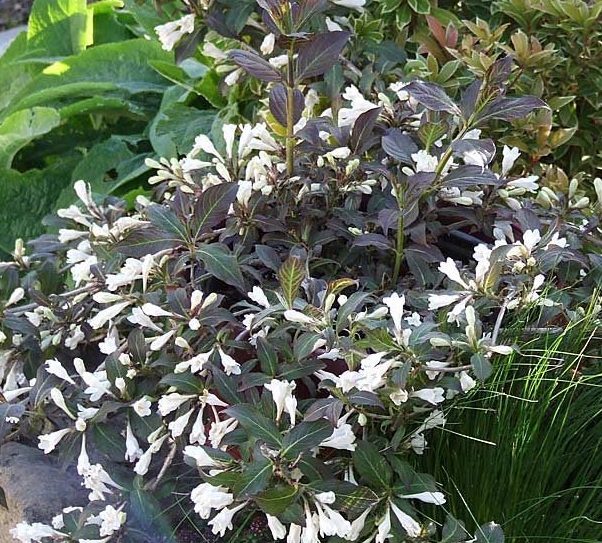 Вейгела цветущая Блэк энд Уайт/Weigela florida Black and White PBR 20-40 C2