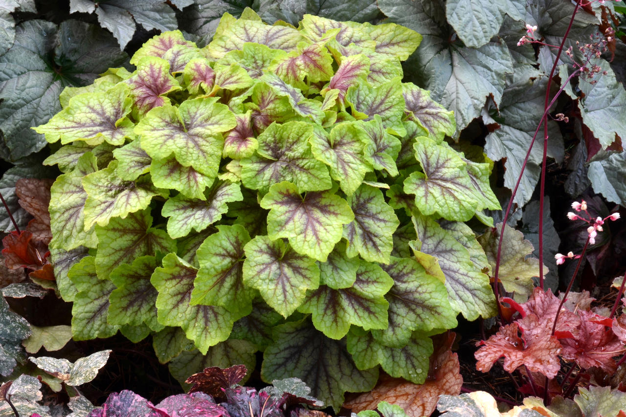 Гейхерелла Файер Фрост/Heucherella Fire Frost С0,8