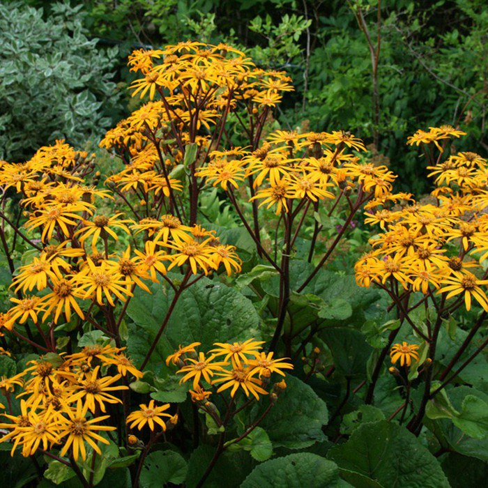 Бузульник зубчатый Отелло/Ligularia dentata Othello Р1,5
