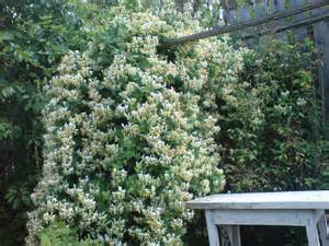 Жимолость Каприфоль/Lonicera caprifolium С5