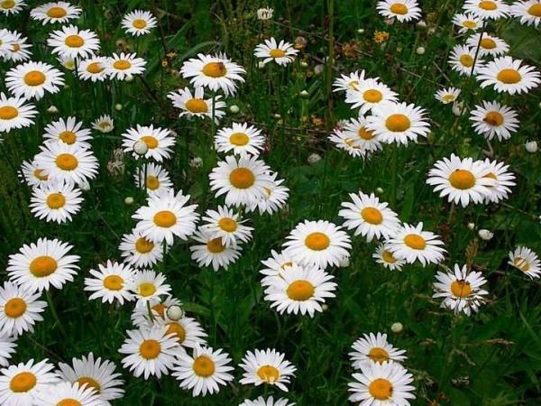 Нивяник наибольший Брайтсайд/Leucanthemum maximum Brightside С3