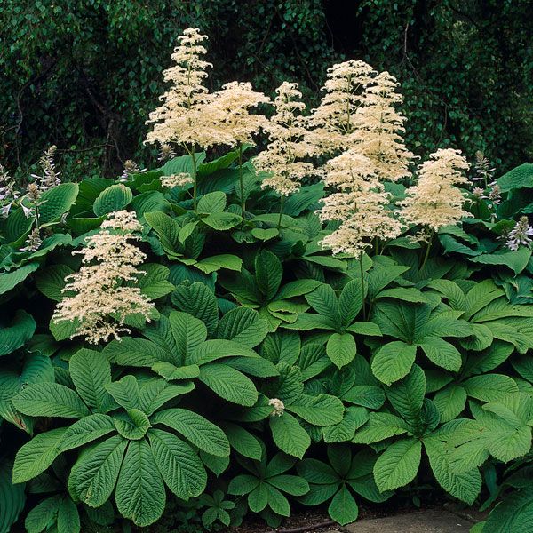 Роджерсия перистая/Rodgersia pinnata-Р1.5