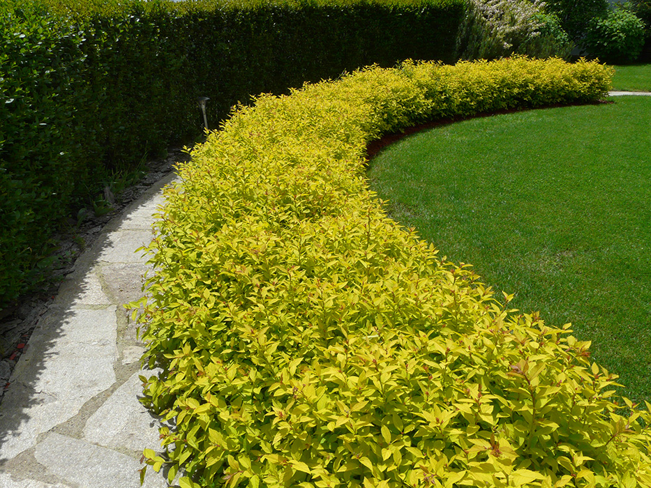 Спирея японская Голден Принцесс/Spiraea japonica Golden Princess 20-30 С3