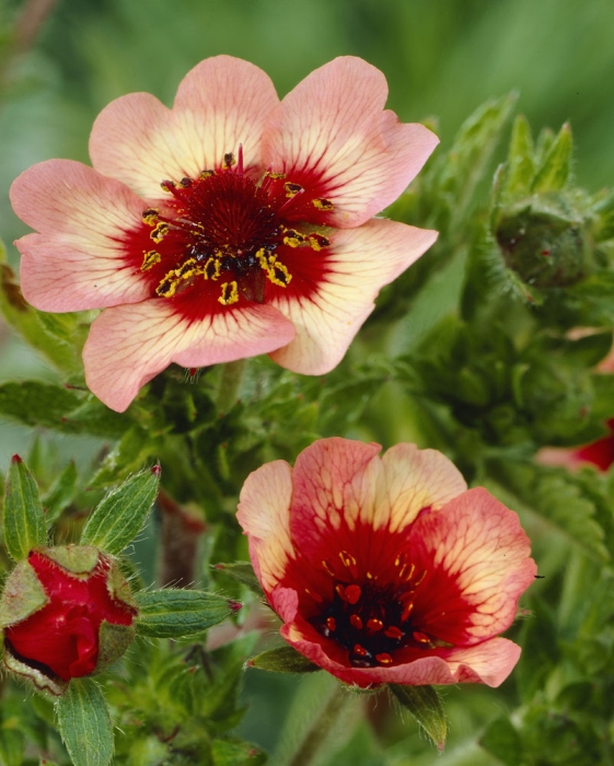Лапчатка травянистая Твинклин Стар/Potentilla Twinkling Star Р1,5