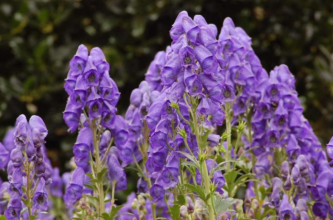 Аконит (борец) /Aconitum napellus