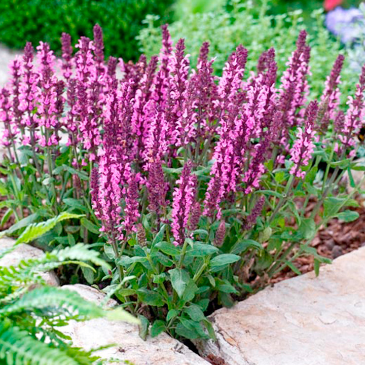 Шалфей (сальвия) дубравный Мерло Роуз/Salvia nemorosa Merleau Rose Р1,5