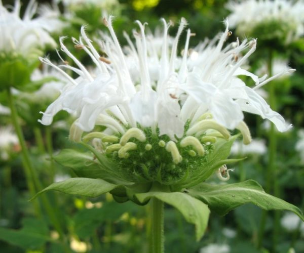 Монарда гибридная Шнеевитхен/Monarda hybrida Schneewittchen Р1,5