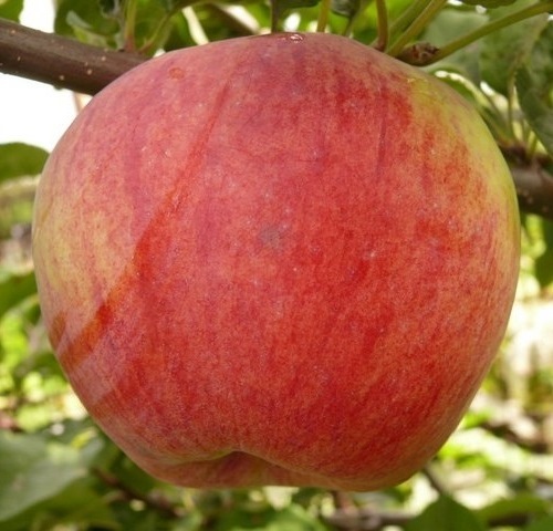 Яблоня Бессемянка Мичуринская (осенняя) С5