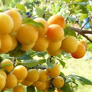 Слива русская (алыча) Июльская роза С10