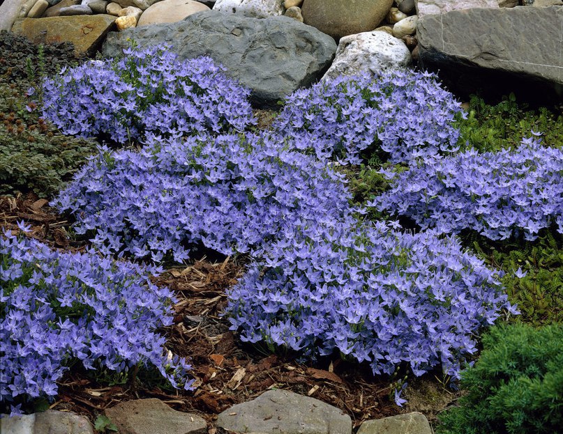 Колокольчик гарганский/Campanula garganica C2