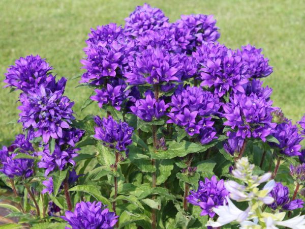Колокольчик скученный Акаулис/Campanula glomerata Acaulis Р1,5