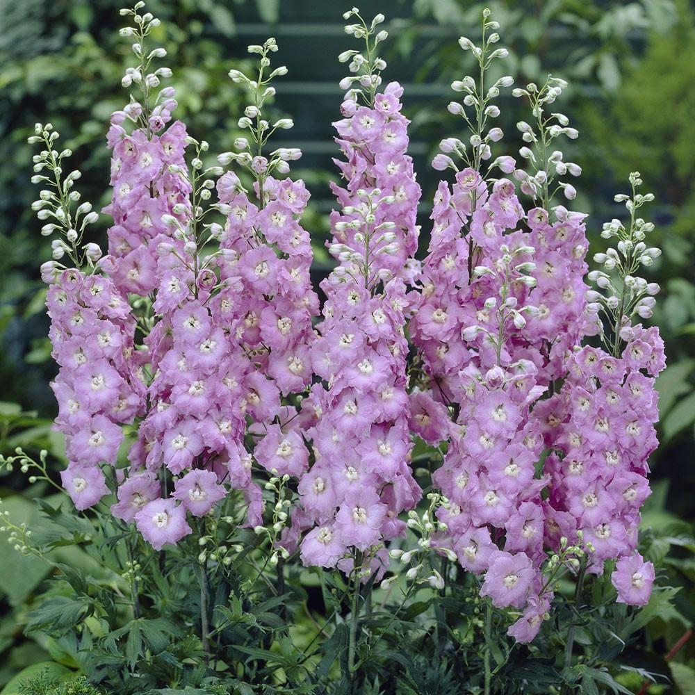 Дельфиниум культурный Пацифик Астолат/Delphinium cultorum (P) Astolat С2