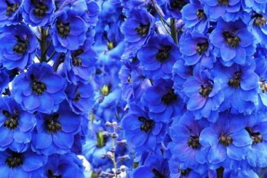 Дельфиниум культурный Блэк Найт/Delphinium cultorum Black Knight С2