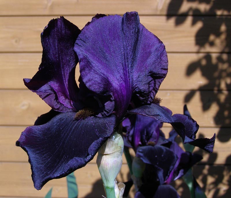 Ирис бородатый (германский) Блэк Найт/Iris germanica Black Knight С2