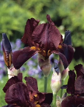 Ирис бородатый (германский) Кальенте/Iris germanica Calliente P1,5