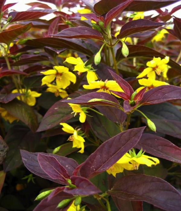 Вербейник реснитчатый Файкрекер/Lysimachia ciliata Firecracker С2