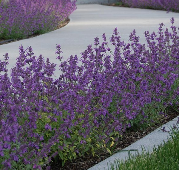 Котовник Фассена/Nepeta faassenii P1,5