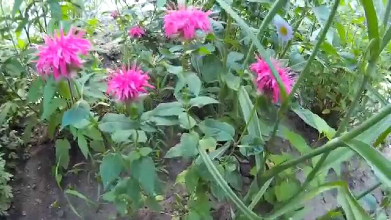 Монарда гибридная Скорпион/Monarda hybrida Scorpion С2