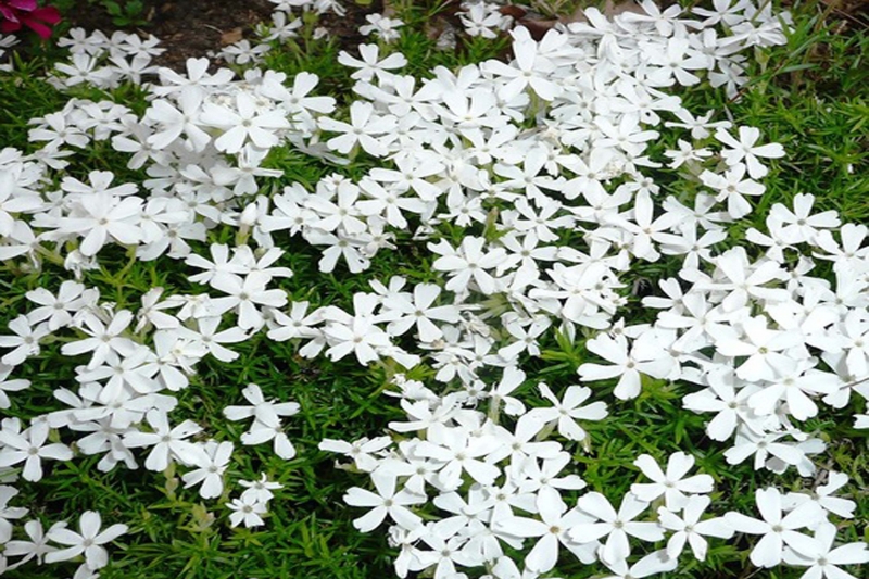 Флокс шиловидный МакДэниэлс Кашн/Phlox subulata MacDaniels Cushion C2