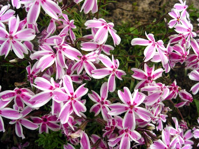 Флокс шиловидный Кэнди Страйпс/Phlox subulata Candy Stripes-Р1.5