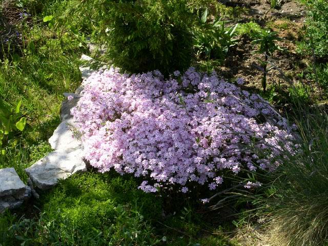 Флокс шиловидный Эмеральд Кашн Блю/Phlox subulata Emerald Cushion Blue С2