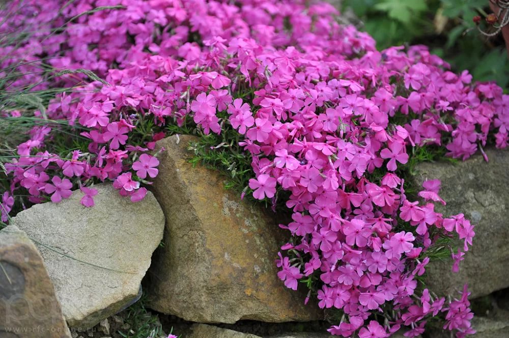 Флокс шиловидный МакДэниэлс Кашн/Phlox subulata MacDaniels Cushion Р1,5