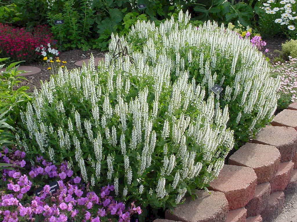 Шалфей (сальвия) дубравный Шнеехугель/Salvia nemorosa Schneehugel Р1,5