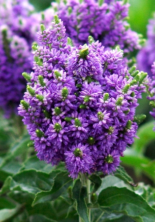 Вероника гибридная Блю Бомб/Veronica hybride Blue Bomb Р1,5