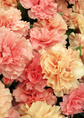 Гвоздика перистая Динамик Априкот/Dianthus plumarius Dinamic Apricot Р1