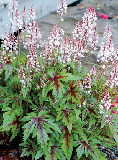 Тиарелла гибридная Шуга энд Спайс/Tiarella hybride Sugar and Spice Р1.5